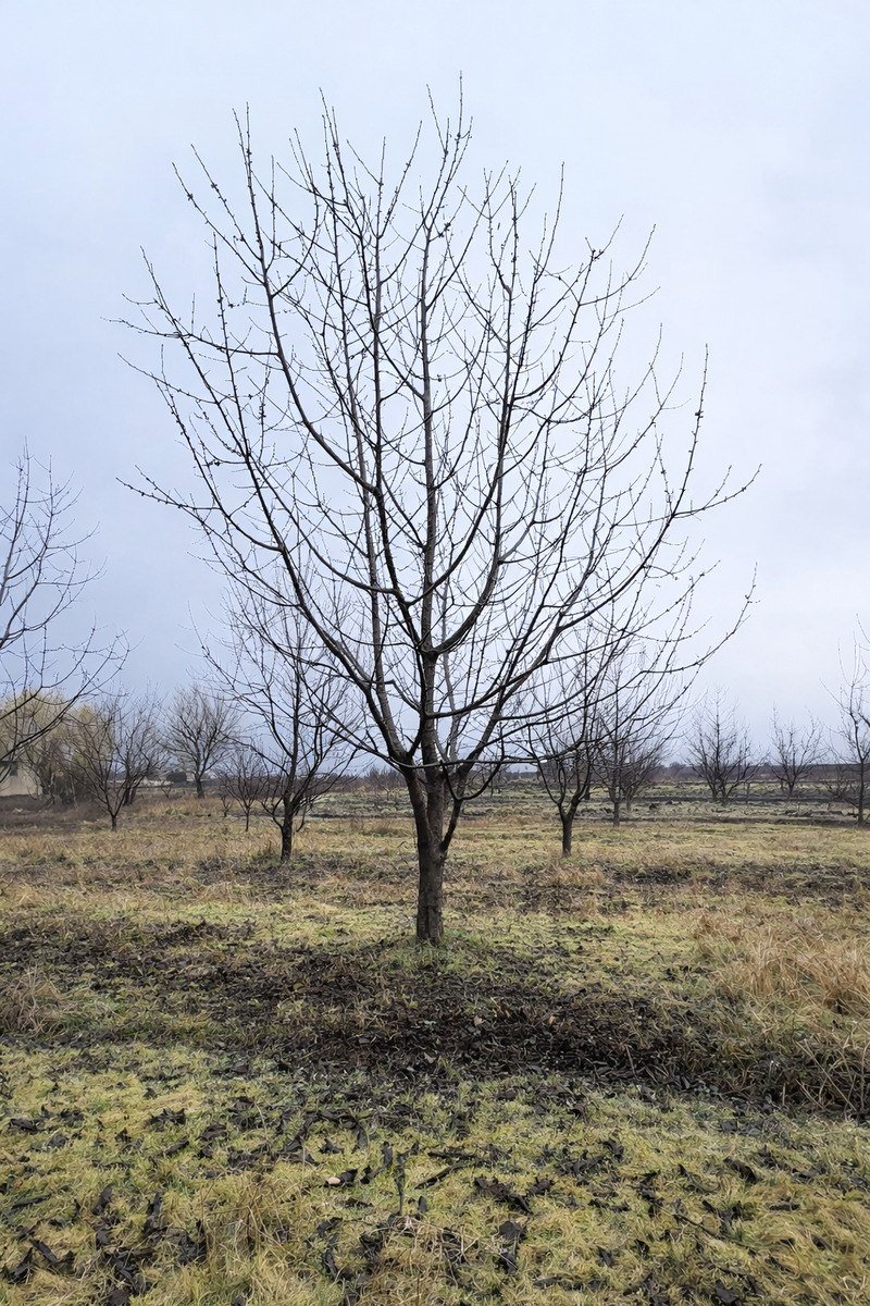 125 sot torpaq satılır, Quba-1