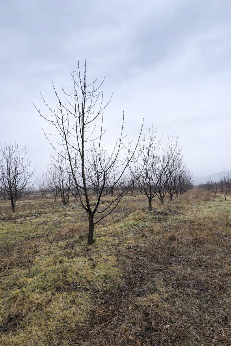 125 sot torpaq satılır, Quba-2