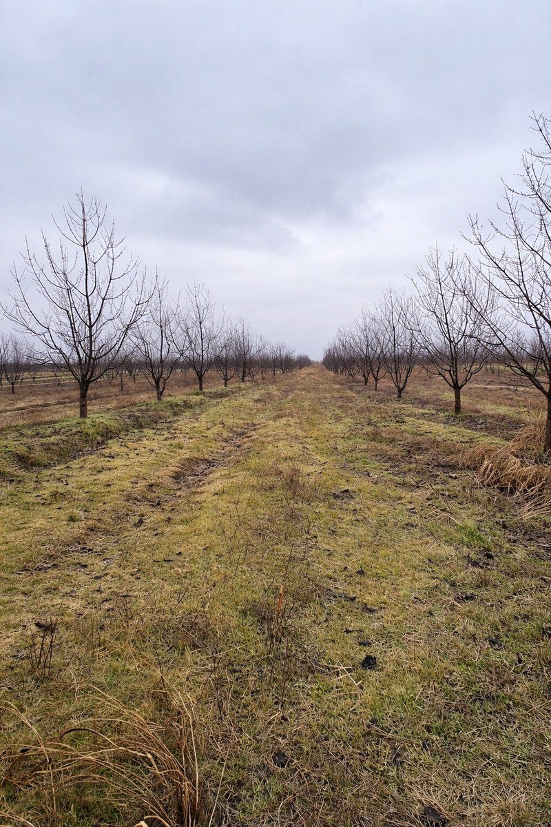 125 sot torpaq satılır, Quba-4