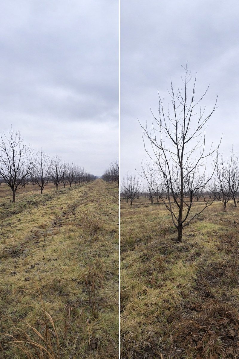 125 sot torpaq satılır, Quba-5