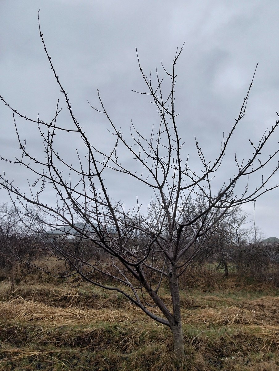 45 sot torpaq satılır, Şabran-9