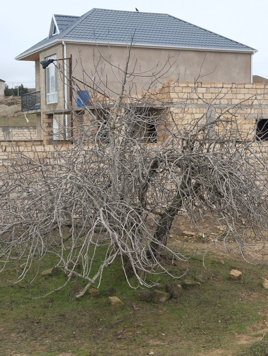 5 sot torpaq satılır, Nardaran-4