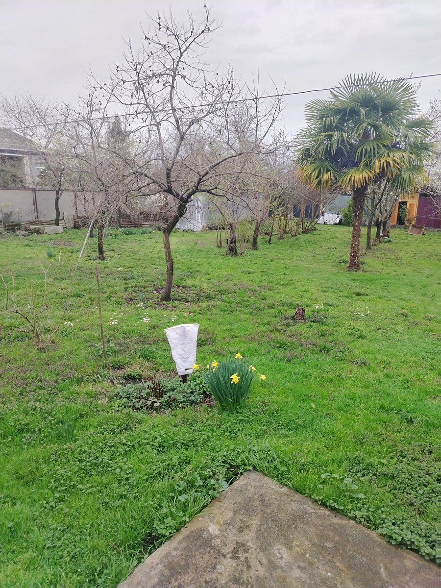 7 sot torpaq satılır, Zaqatala-1