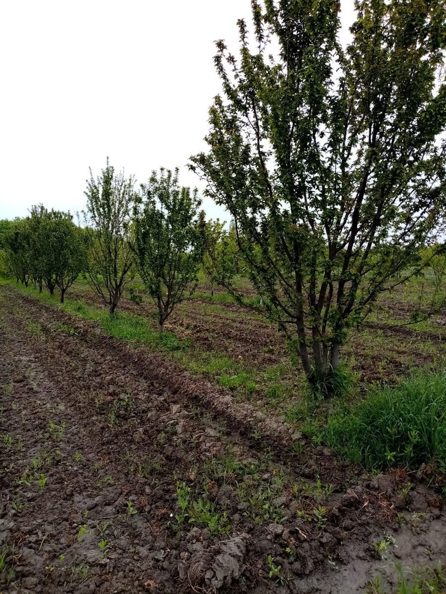 35 sot torpaq satılır, Xaçmaz-1