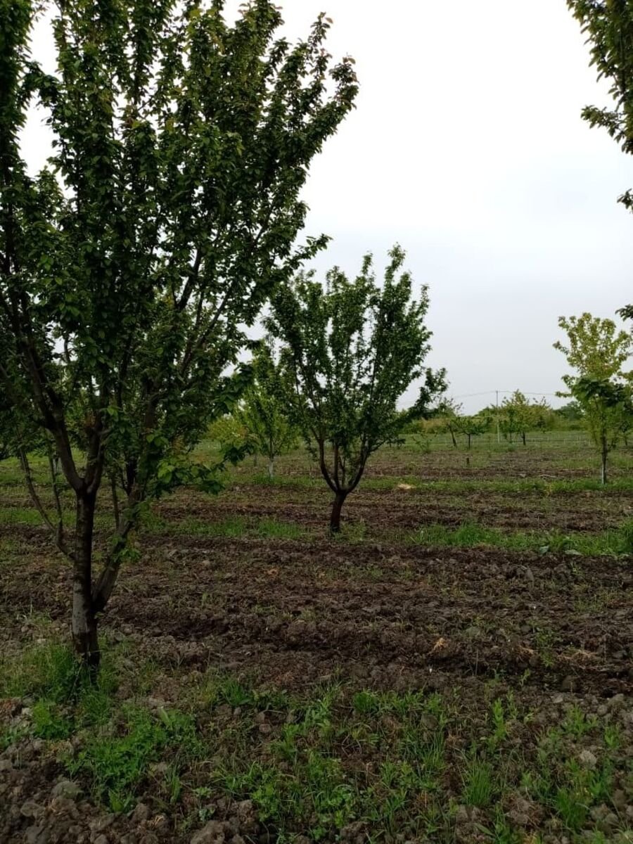 35 sot torpaq satılır, Xaçmaz-2