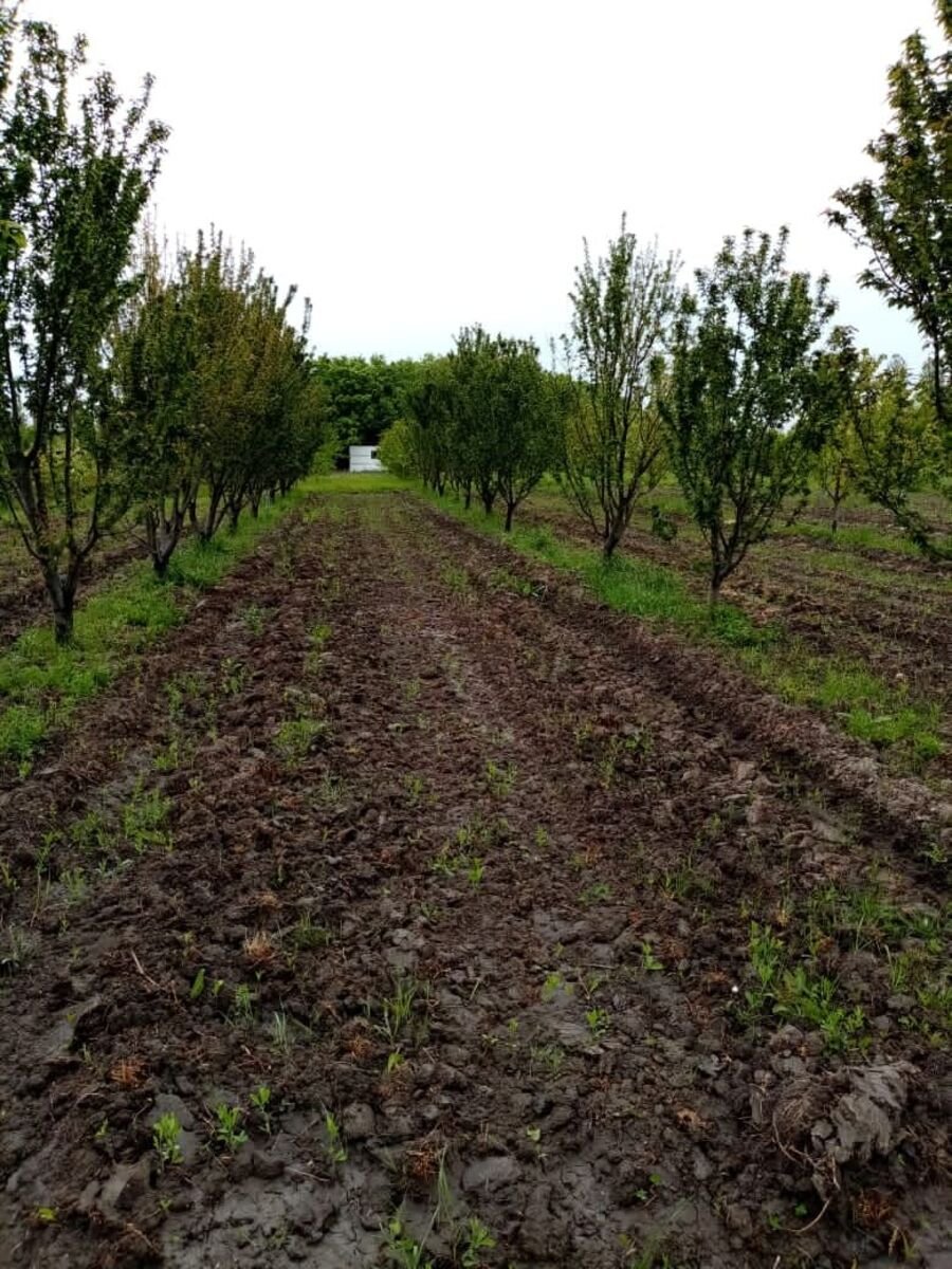 35 sot torpaq satılır, Xaçmaz-4