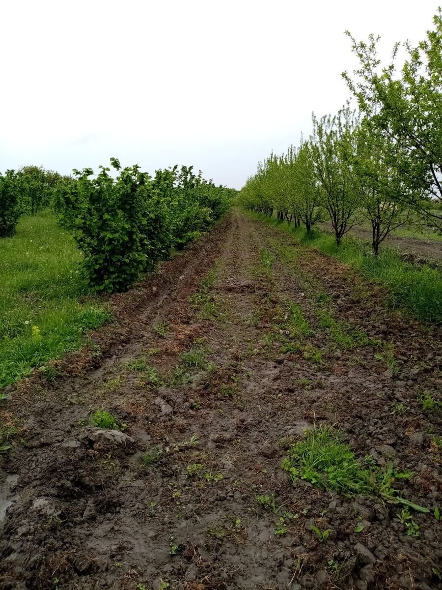 35 sot torpaq satılır, Xaçmaz-7