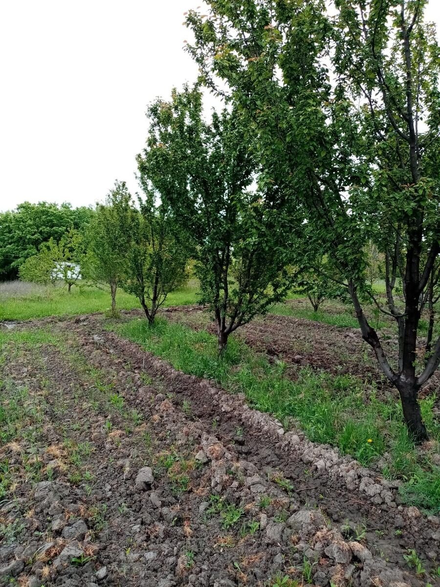 35 sot torpaq satılır, Xaçmaz-8