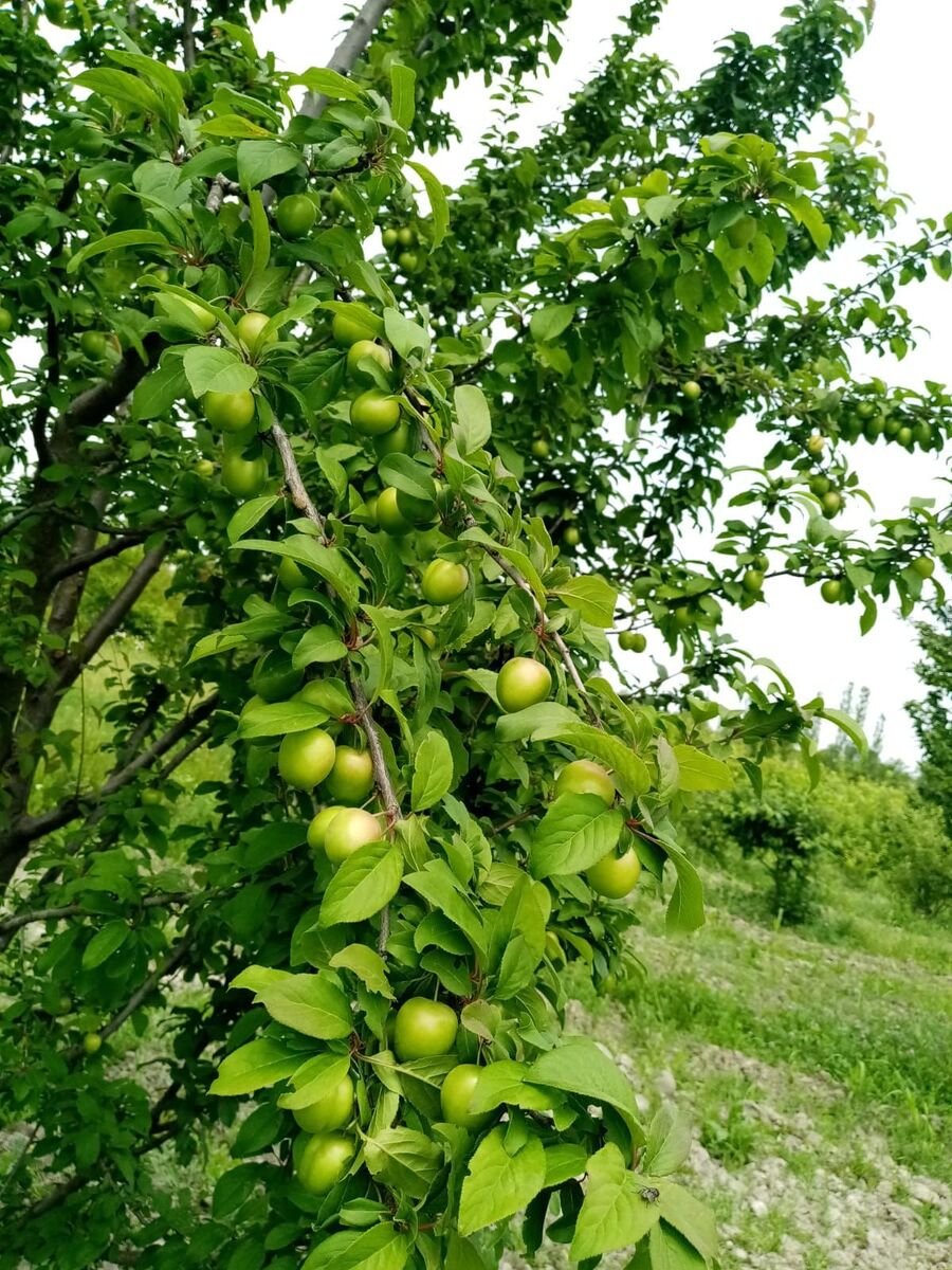 35 sot torpaq satılır, Xaçmaz-9