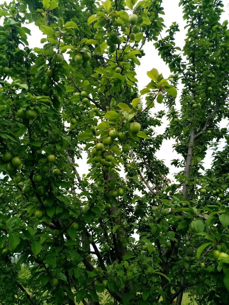 35 sot torpaq satılır, Xaçmaz-10