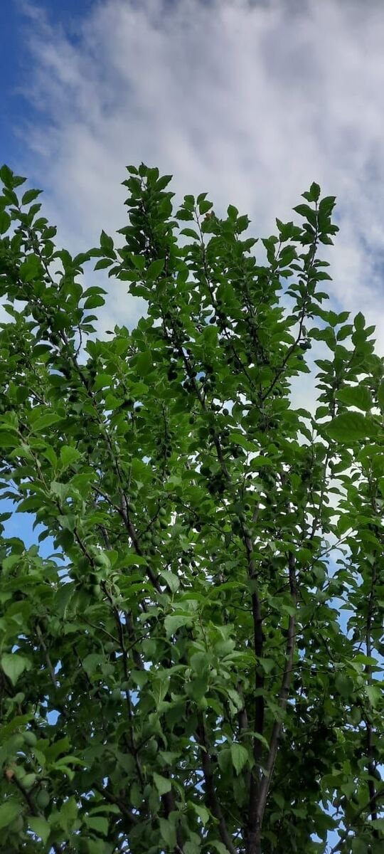 35 sot torpaq satılır, Xaçmaz-11