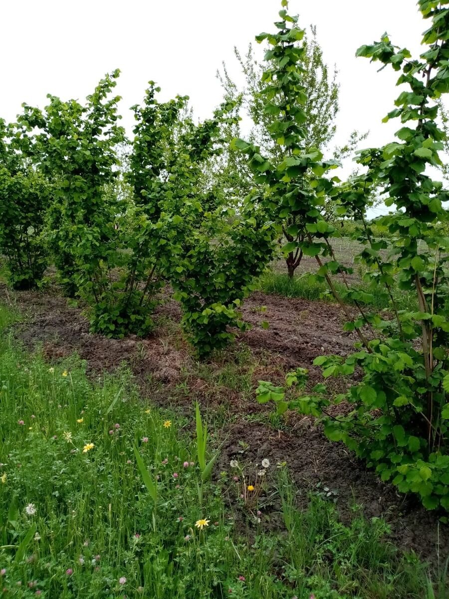 35 sot torpaq satılır, Xaçmaz-13