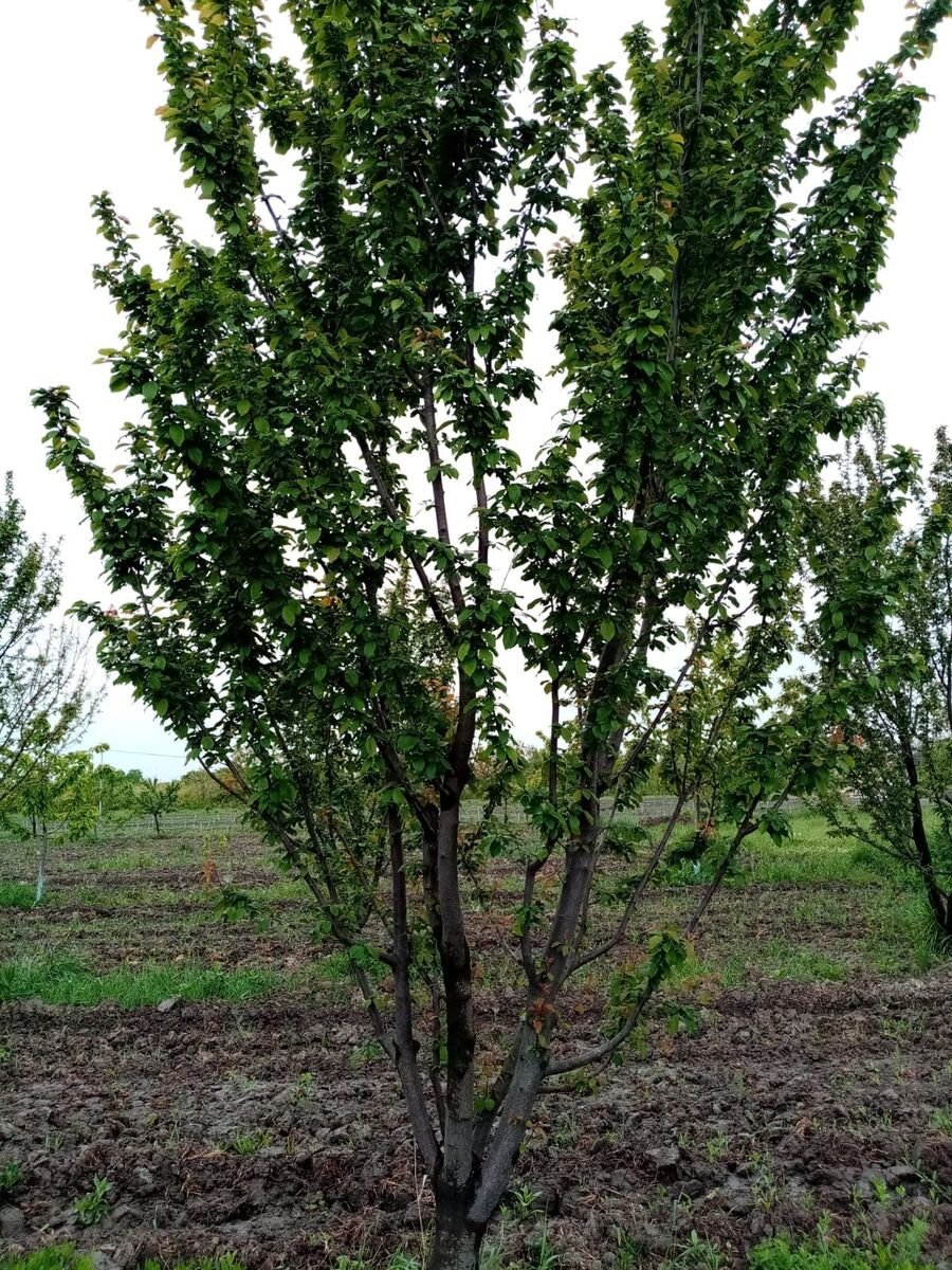 35 sot torpaq satılır, Xaçmaz-14