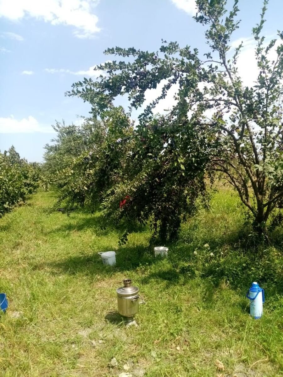 35 sot torpaq satılır, Xaçmaz-15