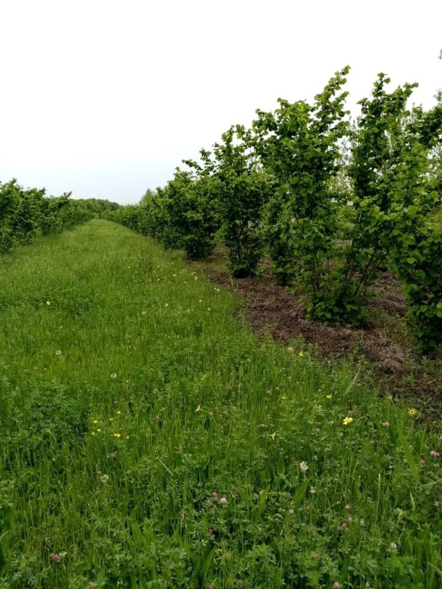 35 sot torpaq satılır, Xaçmaz-16