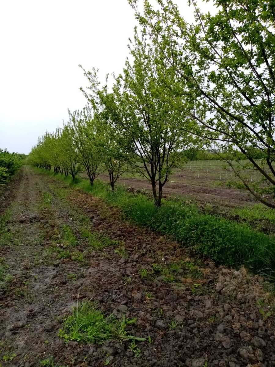 35 sot torpaq satılır, Xaçmaz-17