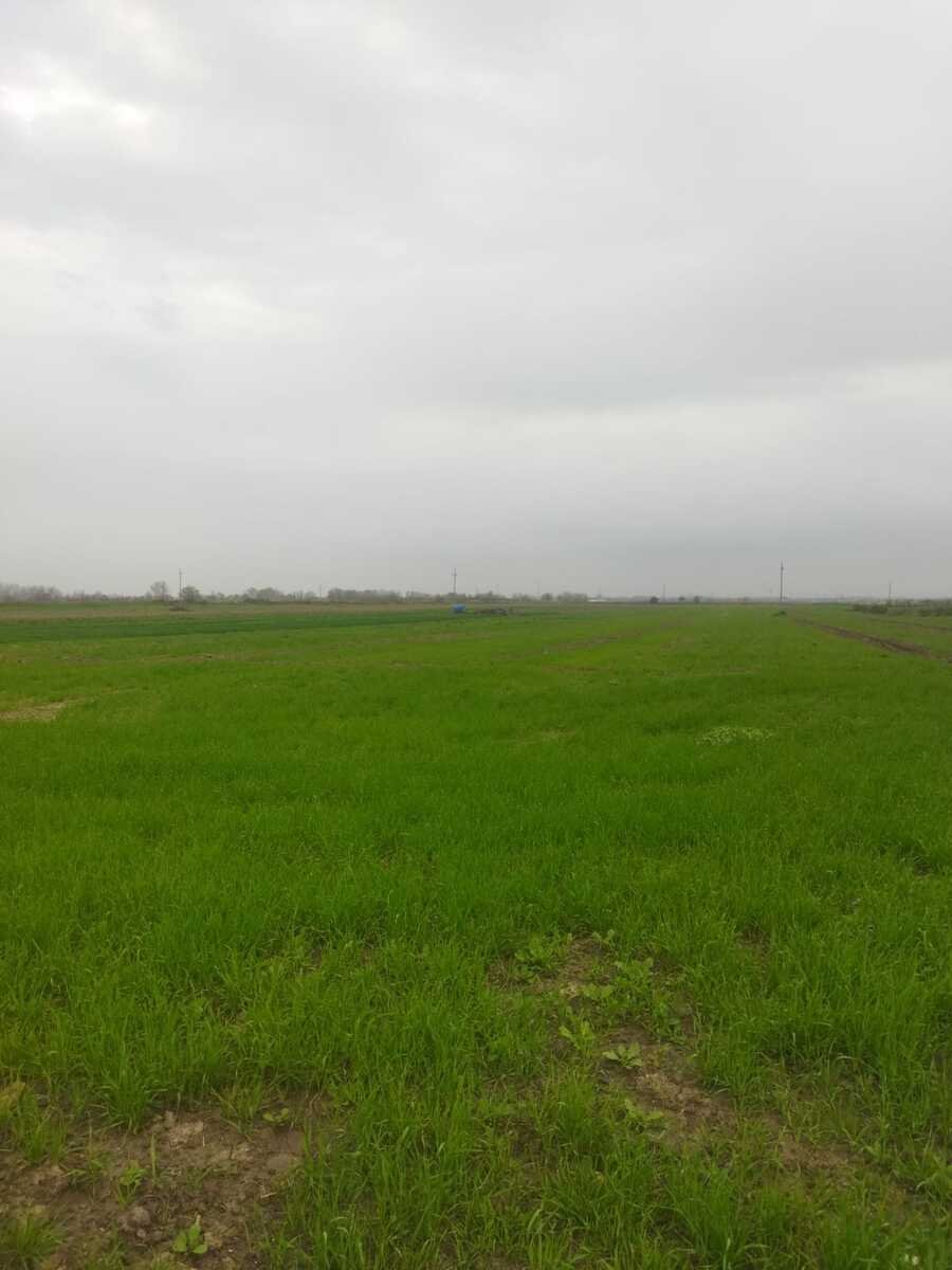 400 sot torpaq satılır, Şabran-1